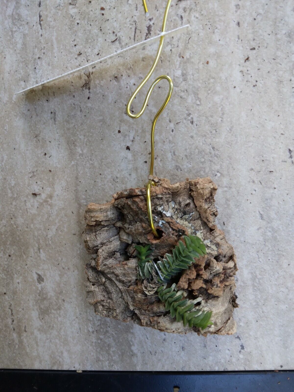 Orchid Schoenorchis scolopendria Mirco Miniature mounted