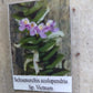 Orchid Schoenorchis scolopendria Mirco Miniature mounted