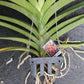 Vanda Aribarg x Lenvat Tropical Hanging Plants