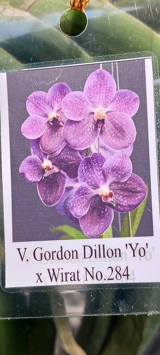Vanda Gordon Dillon YO x(Wirat x Dr Anek)
