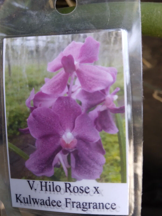 Vanda Hilo Rose x Kulwadee Fragrance