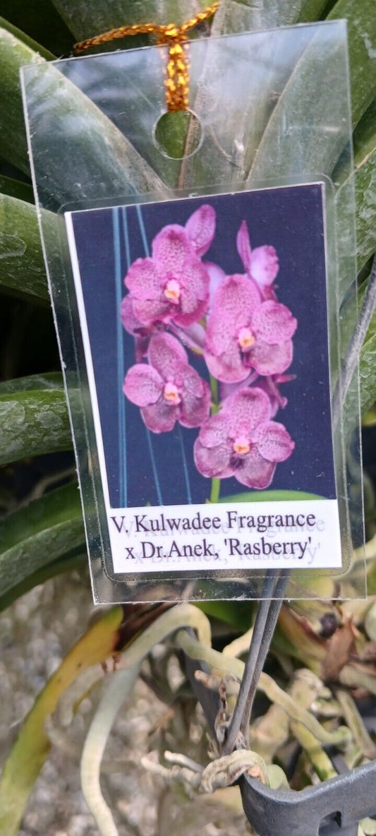 Vanda Kulwadee Fragrance x Dr Anek Rasberry Plants