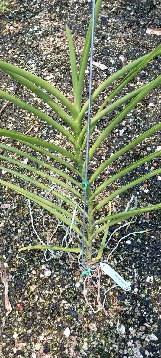 Vanda Machao Tokyo Blue Sun Tolerant