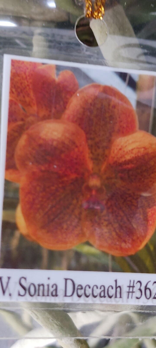 Vanda Sonia Deccach 362 Orchid