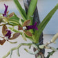 Vanda Upstart Blue Bird x cristata Bangladesh Plants