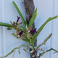 Vanda Upstart Blue Bird x cristata Bangladesh Plants