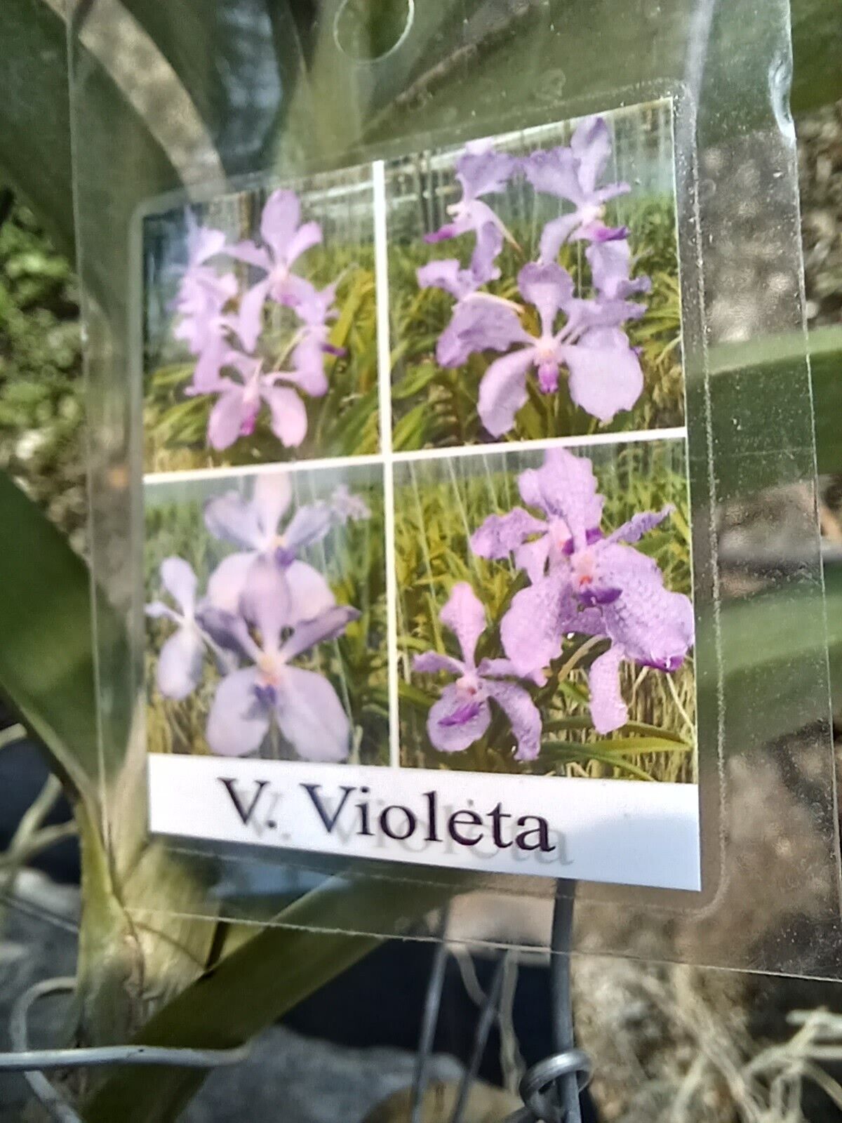 Vanda Violeta