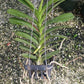 Vanda christensonia vietnamica x Aer houlletina Plant