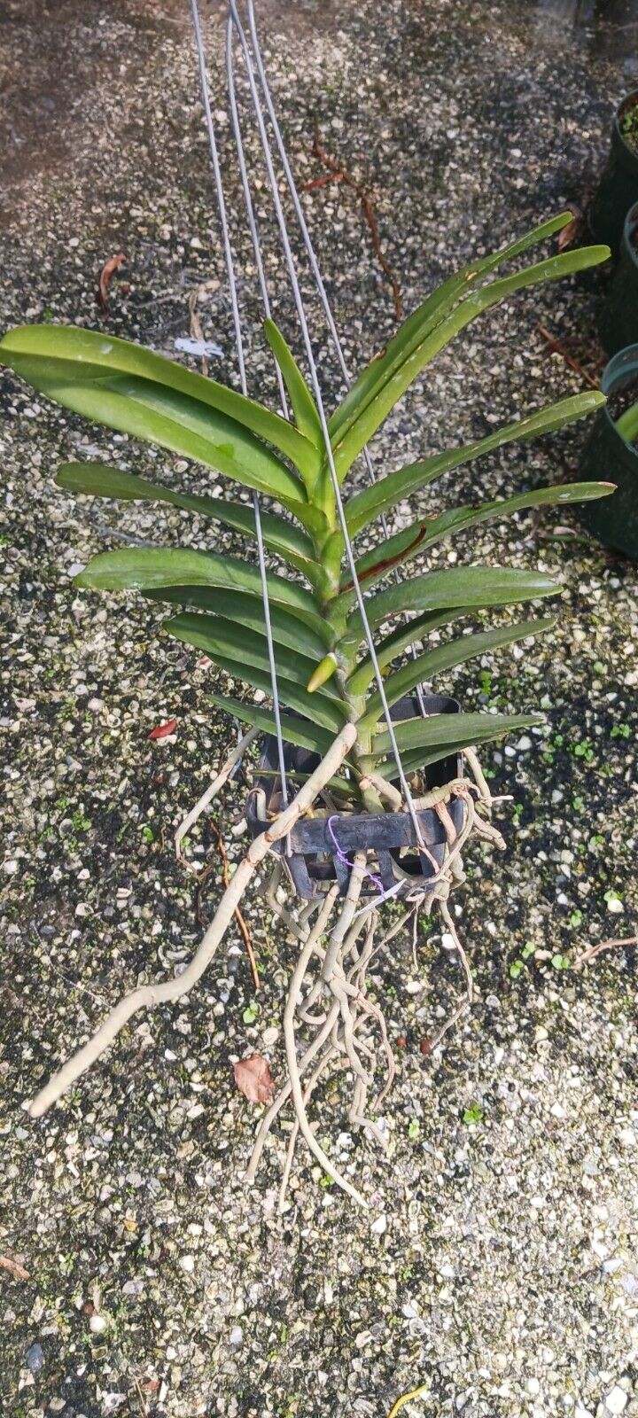 Vanda christensonia vietnamica x Aer houlletina Plant