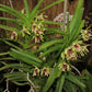 Vanda cristata Bangladesh mountain species Plants