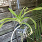 Orchid Vanda denisoniana x Luke Thai fragrant Hanging Plants