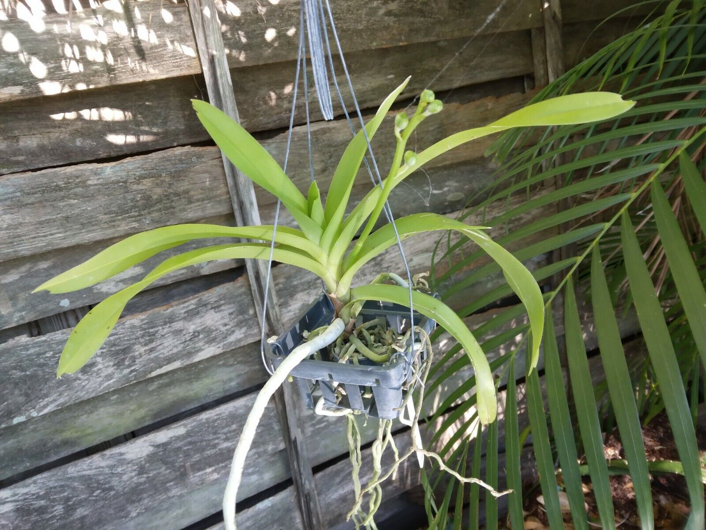 Orchid Vanda denisoniana x Luke Thai fragrant Hanging Plants