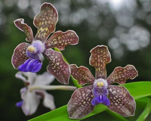 Vanda tessellata Fragrant