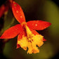 Orchid Epidendrum radicans Tropical Plant rooted divisions