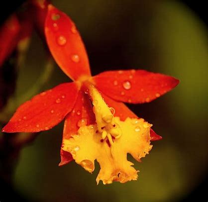 Orchid Epidendrum radicans Tropical Plant rooted divisions