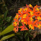 Orchid Epidendrum radicans Tropical Plant rooted divisions