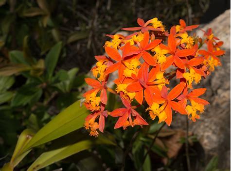 Orchid Epidendrum radicans Tropical Plant rooted divisions