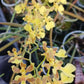 Orchid Trichocentrum Kunine Oncidium Bulk Wholesale Pack