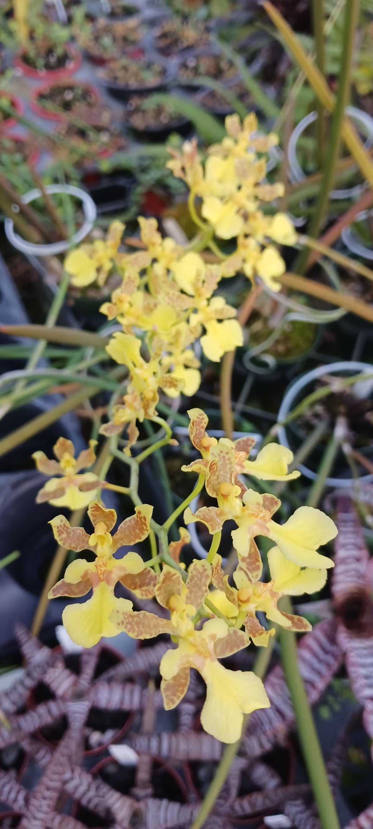 Orchid Trichocentrum Kunine Oncidium Bulk Wholesale Pack
