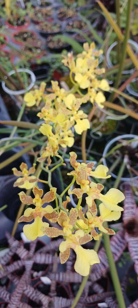 Orchid Trichocentrum Kunine Oncidium Bulk Wholesale Pack