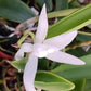 Orchid Cattleya Bc Beaulah Bradeen Mad Happenings 2 - 3" pots