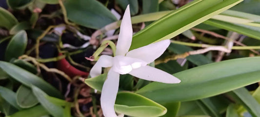 Orchid Cattleya Bc Beaulah Bradeen Mad Happenings in 4" pots