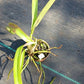 Orchid Cattleya Bc Mother Lawson x E cordigera Mad Happenings 2 - 3 pots