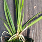 Orchid Cattleya B nodosa x (Cyperifolia x E cordigera) Mad Happenings Plant