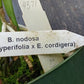 Orchid Cattleya B nodosa x (Cyperifolia x E cordigera) Mad Happenings Plant