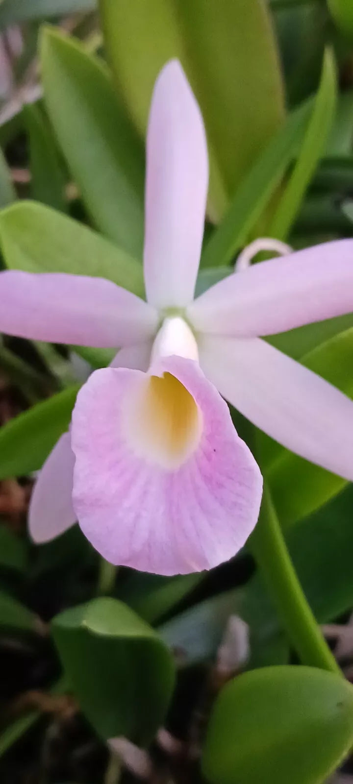 Orchid Cattleya C Orpetti x B nodosa Mad Happenings Tropical Plant 2 - 3"pot