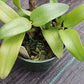 Orchid Cattleya Ctt. Schoenbrunensis Mad Happenings Tropical Plant