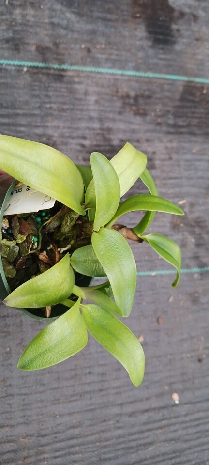 Orchid Cattleya Ctt. Schoenbrunensis Mad Happenings Tropical Plant