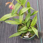 Orchid Cattleya Epi magnoliae x C Landate Mad Happenings Tropical Plant