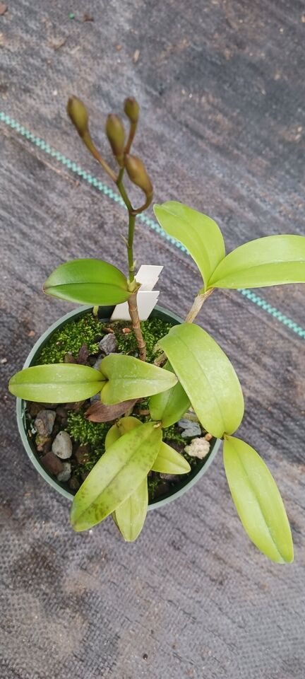 Orchid Cattleya Epi magnoliae x C Landate Mad Happenings Tropical Plant
