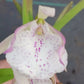 Orchid Cattleya Eyv Arubiana Mad Happenings in 2 - 3" pots