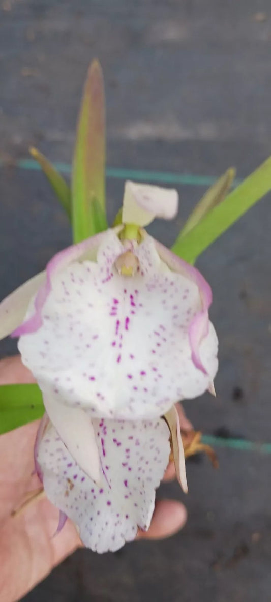 Orchid Cattleya Eyv Arubiana Mad Happenings in 2 - 3" pots