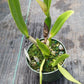 Orchid Cattleya My Special Angel Carri's Sample HCC/AOS Mad Happenings Plant