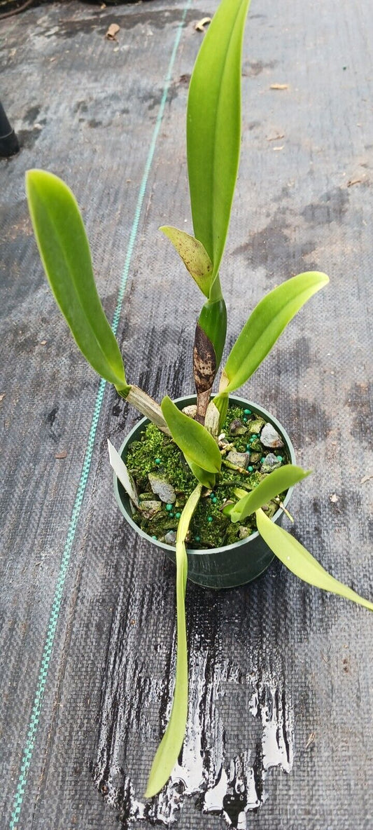 Orchid Cattleya My Special Angel Carri's Sample HCC/AOS Mad Happenings Plant