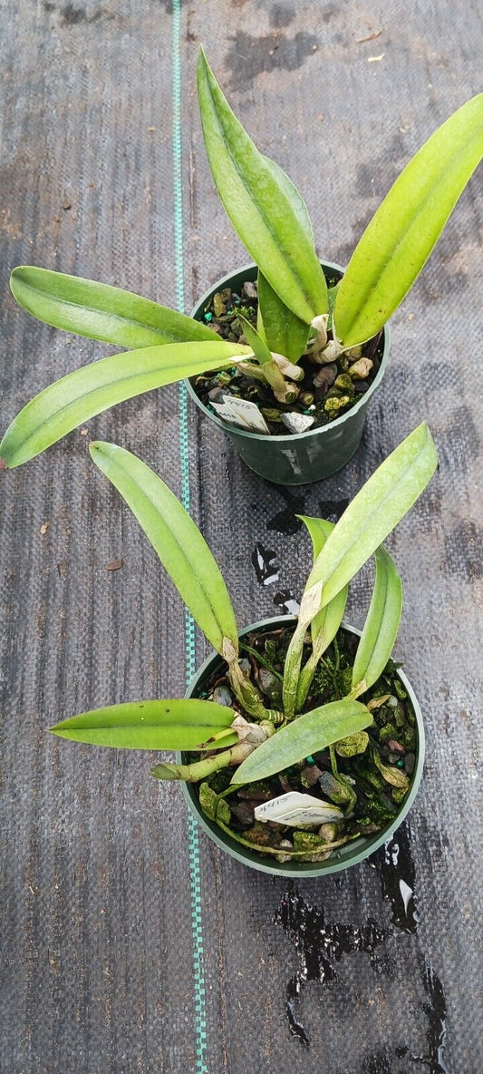 Orchid Cattleya Orpetii x Brazilian Angel Mad Happenings Tropical Plant