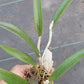 Orchid Cattleya Rcv Jimminey Cricket x C Landate Mad Happenings in 2 to 3" pots