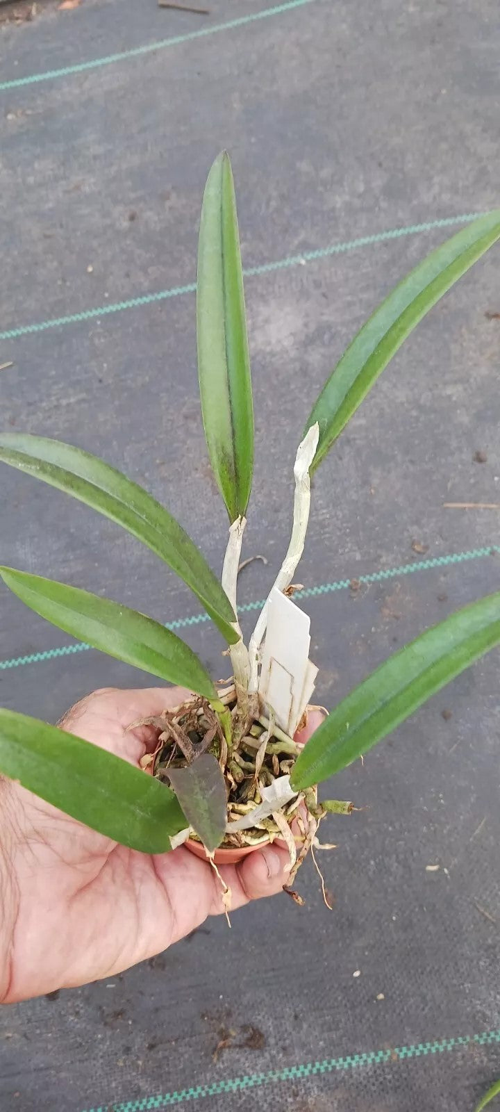 Orchid Cattleya Rcv Jimminey Cricket x C Landate Mad Happenings in 2 to 3" pots