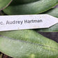 Orchid Cattleya Rlc Audrey Hartman Mad Happenings Tropical Plant
