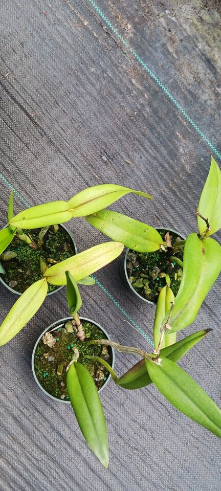 Orchid Cattleya Rth Young-Mim Orange x C Valda Mad Happenings Tropical Plant