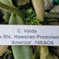 Orchid Cattleya Valda x Rlc Hawaiian Prominence America Mad Happenings plant
