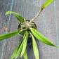Orchid Cattleya (Rlc Shin Shiang Diamond x Mem Shirley Moore) x B. nodosa