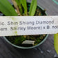 Orchid Cattleya (Rlc Shin Shiang Diamond x Mem Shirley Moore) x B. nodosa