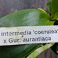 Orchid Cattleya intermedia coerulea x Gur aurantiaca Mad Happenings