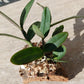 Orchid Cattleya schilleriana species mounted on cork