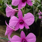Orchid Dendrobium Zechia Lynn Pink Mad Happenings hanging Plant 3" pot