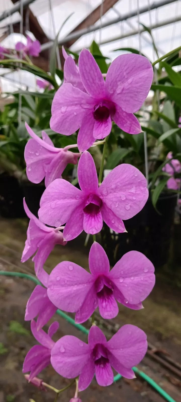 pink purple hanging plants Orchid Dendrobium Zechia Lynn Pink Mad Happenings hanging Plant 3" pot – MadHappenings